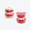 Orthodontic practical model