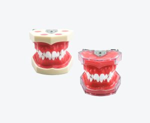 Orthodontic practical model