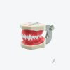 Orthodontic practical model
