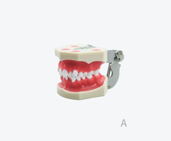 Orthodontic practical model