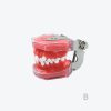 Orthodontic practical model