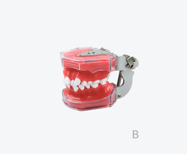 Orthodontic practical model