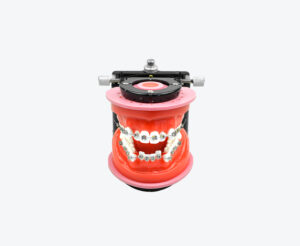 Orthodontics Training models with brace