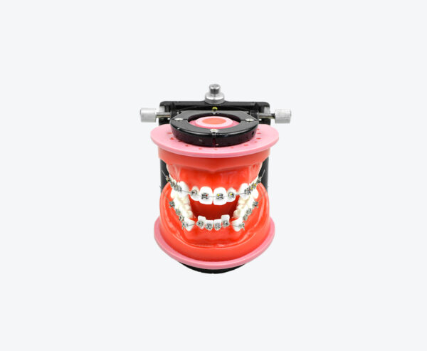 Orthodontics Training models with brace