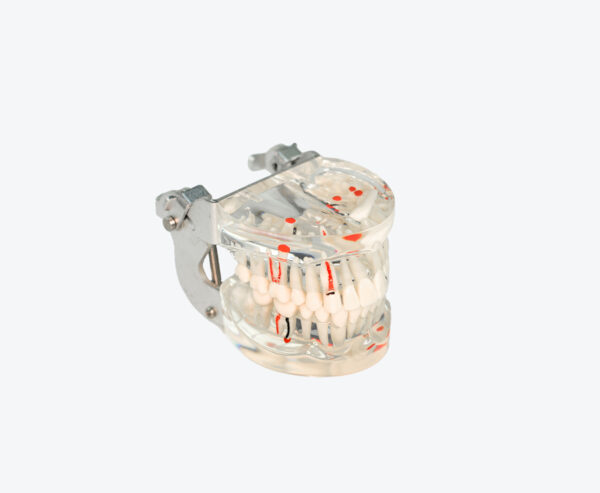Adult teeth pathological model with nerve fibers