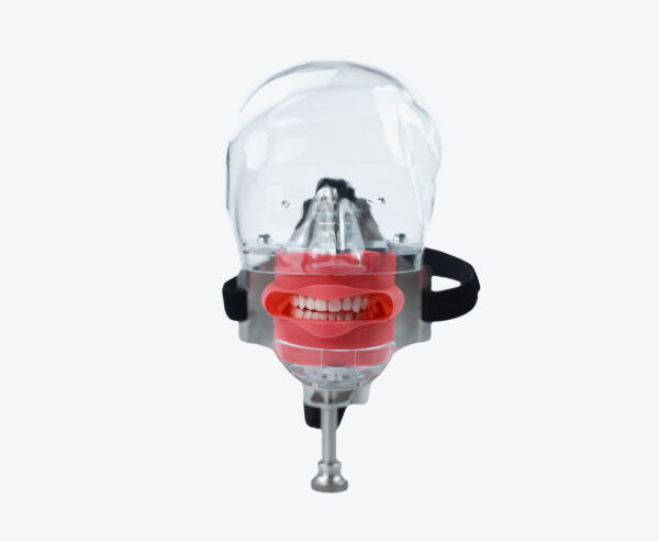Dental Head Model Simulator Phantom Dentist Teaching