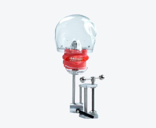 Dental Phantom Head Model with clamp-on