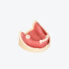 Dental Implant Training Model-Missing Tooth