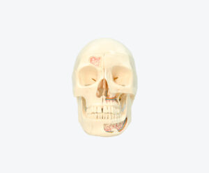 10 parts skull model