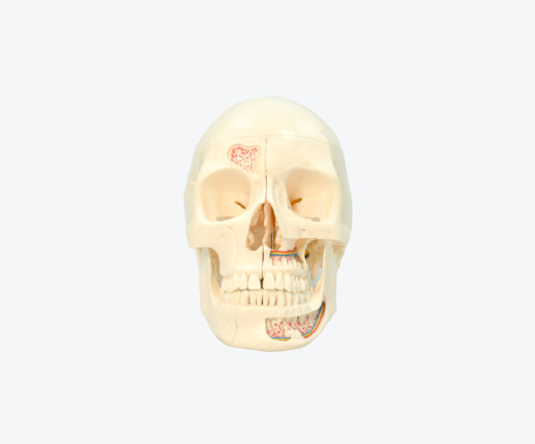 10 parts skull model