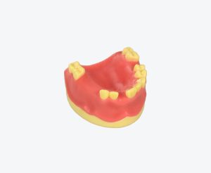 Upper jaw implant training model
