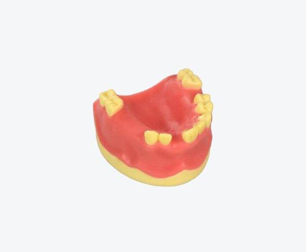 产品图片 104 Upper jaw implant training model