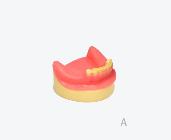 产品图片 11A Lower jaw implant training model