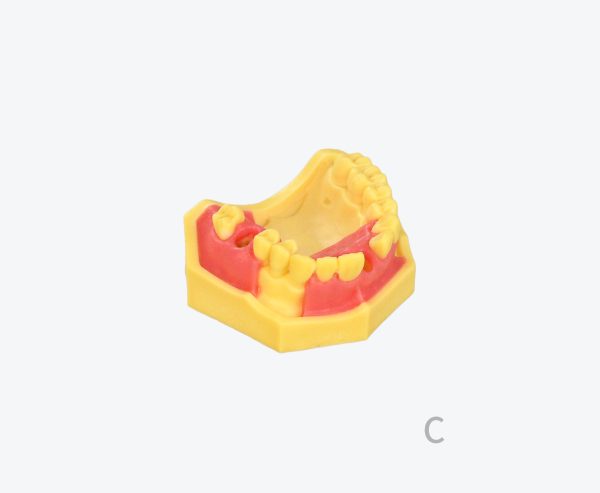 产品图片 14C Upper jaw implant training model