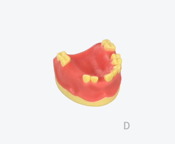 产品图片 14D Upper jaw implant training model