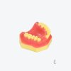 产品图片 14E Upper jaw implant training model