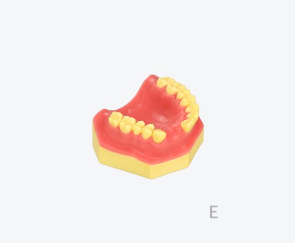 产品图片 14E Upper jaw implant training model