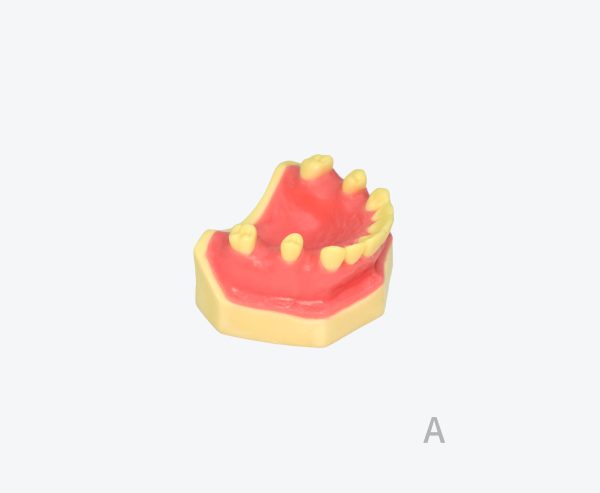 产品图片 15A Upper jaw sinus implant training dental model