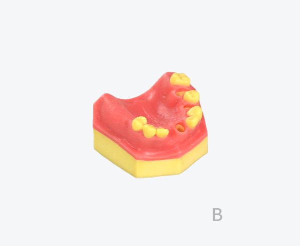 产品图片 15B Upper jaw sinus implant training dental model