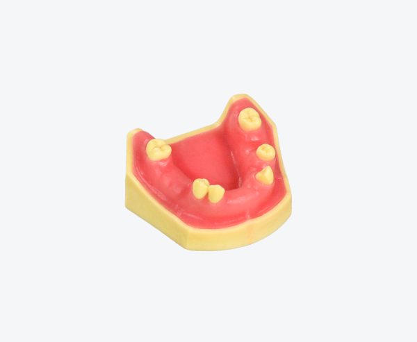 Lower jaw implant practice model