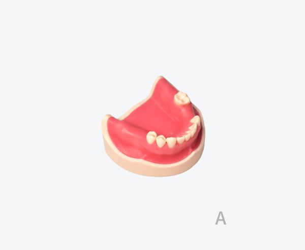 产品图片 17A Lower jaw implant training model