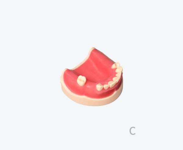 产品图片 18C Upper jaw implant training model
