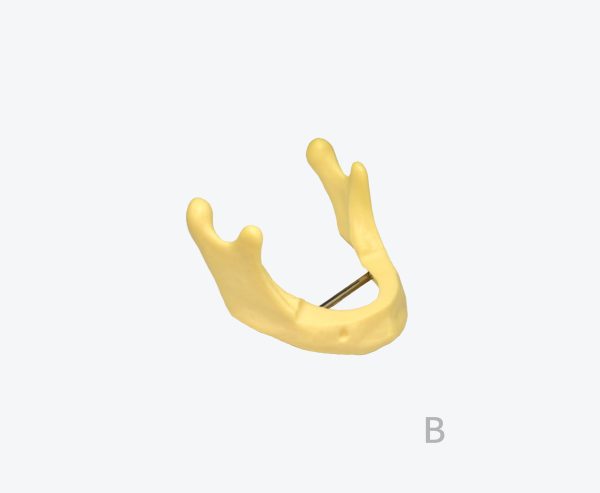 Mandibular bone model