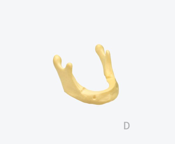 Mandibular bone model