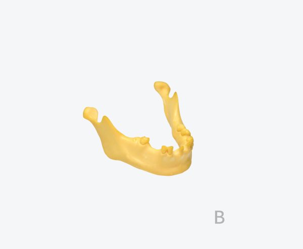 产品图片 2B Dental Mandible Practice model