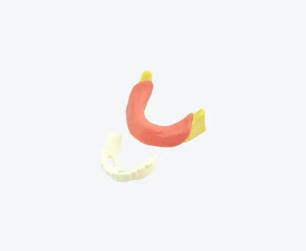 Buccal toothless Bionic models Buccal toothless Bionic models