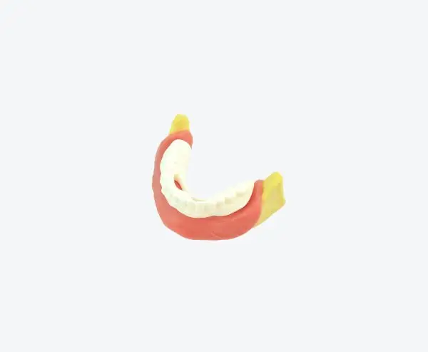 Buccal bone toothless model Buccal bone toothless model
