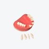 Maxillary extraction implant dental practice models