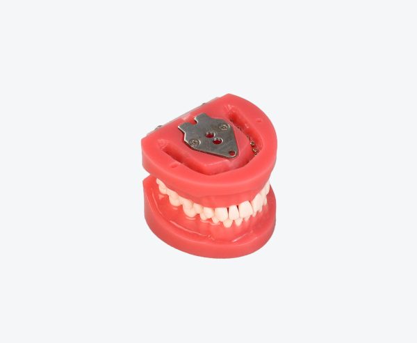 tooth preparation models