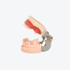 Maxillary sinus dental implant models