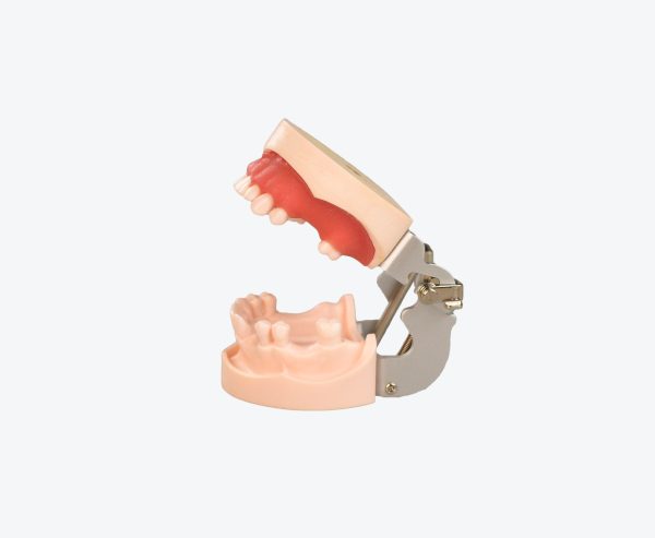 Maxillary sinus dental implant models