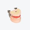 Maxillary sinus dental implant models