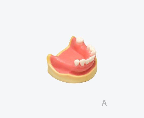 产品图片 7A Lower jaw implant training model