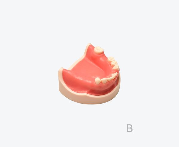 产品图片 7B Lower jaw implant training model