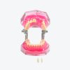 Tooth Extraction Model