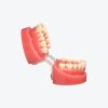Orthodontics models