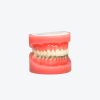 Orthodontics models