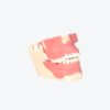 Orthodontics models
