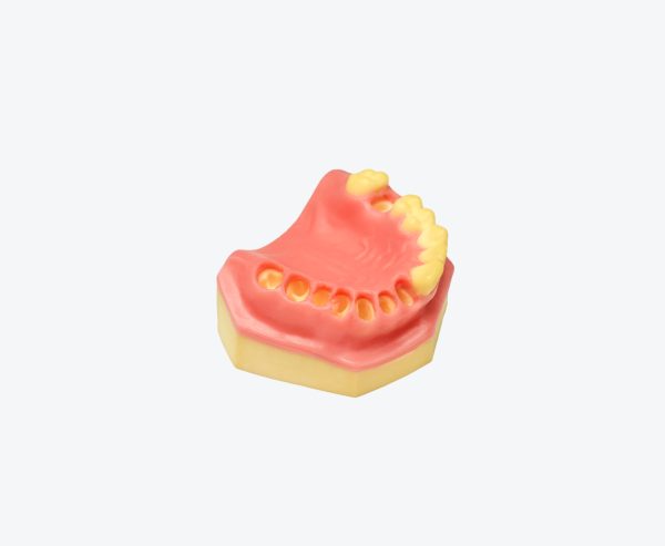 产品图片 13 Upper jaw training model