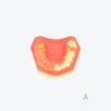 产品图片 13A- Upper jaw training model