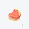 产品图片 13A Upper jaw training model