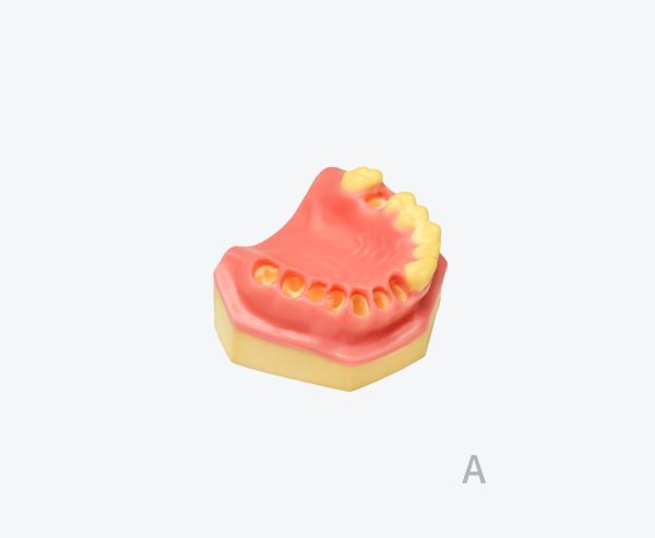 产品图片 13A Upper jaw training model