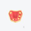 产品图片 13C- Upper jaw training model