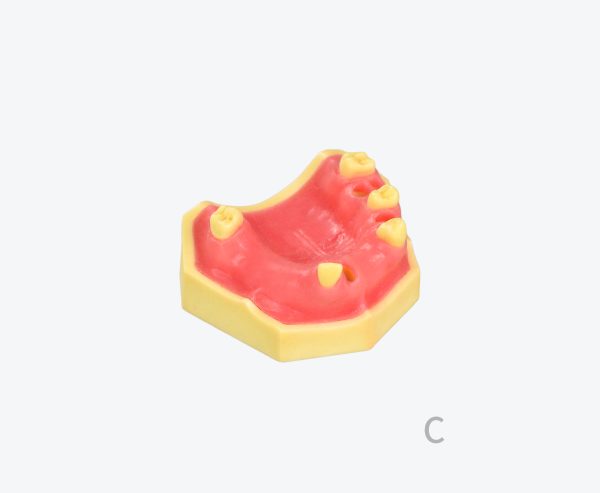 产品图片 13C Upper jaw training model