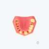 产品图片 13D- Upper jaw training model
