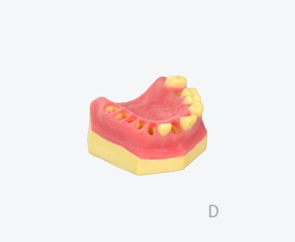 产品图片 13D Upper jaw training model